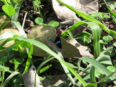 Diaethria eluina