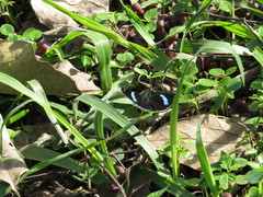 Diaethria eluina