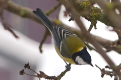 Parus major