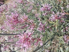 Centranthus longiflorus