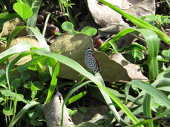 Diaethria eluina