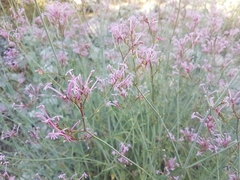 Centranthus longiflorus