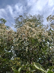 Cordia trichotoma