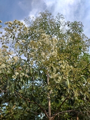 Cordia trichotoma