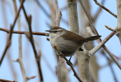 Thryomanes bewickii