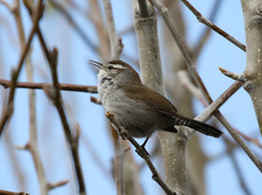 Thryomanes bewickii