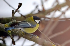 Parus major