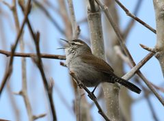 Thryomanes bewickii
