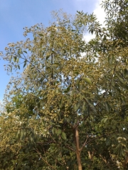 Cordia trichotoma