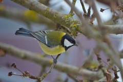Parus major