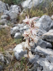 Delphinium ithaburense