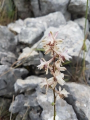 Delphinium ithaburense