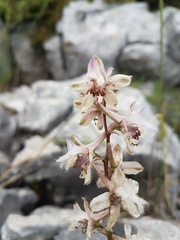 Delphinium ithaburense