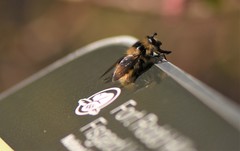 Criorhina nigripes