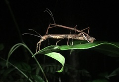 Hypocyrtus ornatissimus