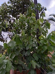 Alchornea glandulosa