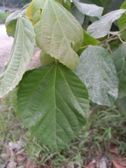 Alchornea glandulosa