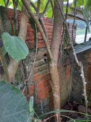 Alchornea glandulosa