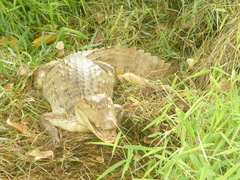 Caiman crocodilus fuscus