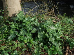 Arum italicum italicum