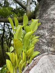 Elaeodendron orientale