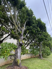 Elaeodendron orientale