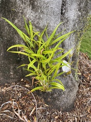 Elaeodendron orientale