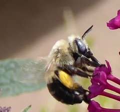 Anthophora montana
