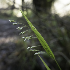 Anthoxanthum occidentale