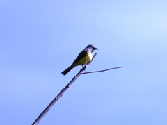 Tyrannus melancholicus
