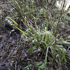 Anthoxanthum occidentale