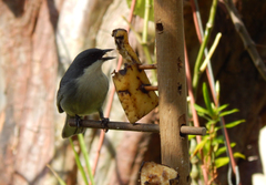 Microspingus cinereus