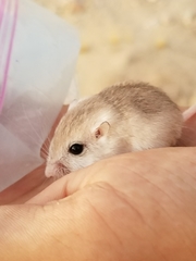Perognathus longimembris