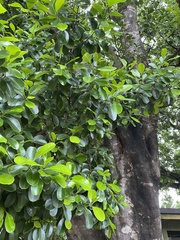 Elaeodendron orientale