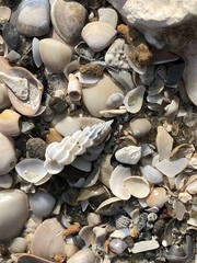 Epitonium humphreysii
