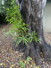 Elaeodendron orientale