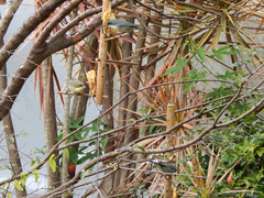 Microspingus cinereus