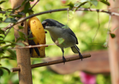 Microspingus cinereus