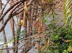 Microspingus cinereus