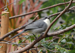 Microspingus cinereus
