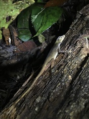 Anolis ocelloscapularis