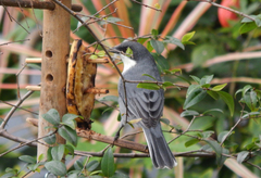 Microspingus cinereus