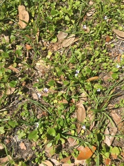 Lindernia grandiflora