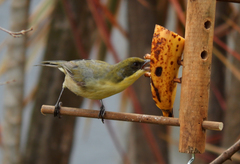 Microspingus cinereus