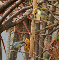 Microspingus cinereus