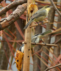 Microspingus cinereus