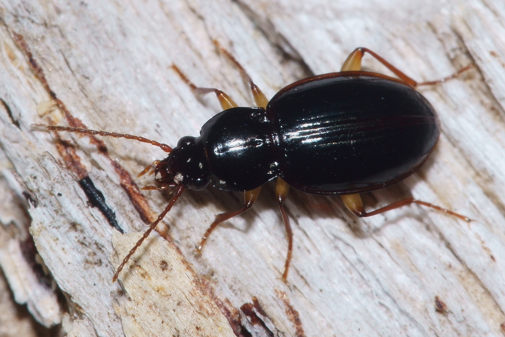 Oopterus sobrinus