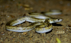 Oligodon taeniolatus