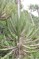 Euphorbia triangularis