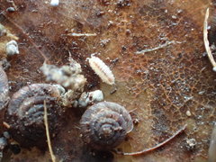 Haplophthalmus danicus